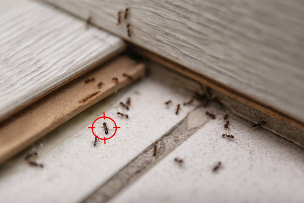 Flea Control Services in Marion, AL